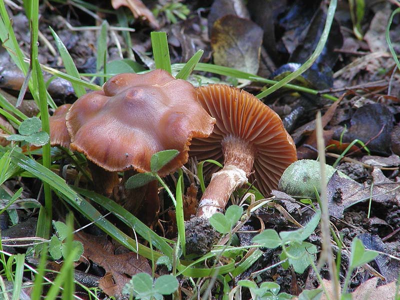 Cortinari nebrodensi (1� gruppo)